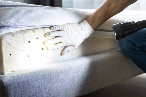 Trusted Baird, TX Pest Control Experts